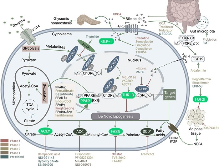 Targeting Glucose and Lipid Metabolism in NASH: Overview of Drug Actions.