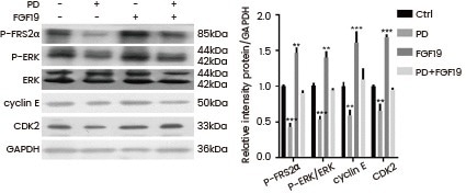 HepG2 cells were treated with FGF19 (Cat#: 12226-HNAE, Sino Biological) and/or PD and then P-FRS2α, P-ERK, cyclin E, and CDK2 protein levels were analyzed by Western blot.