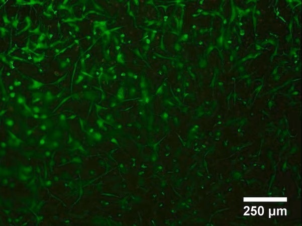 Morphology of hMSC after 7 days post-printing with TissueFab®-GelAlg-Vis. Viable cells were stained with Calcein-AM (green).
