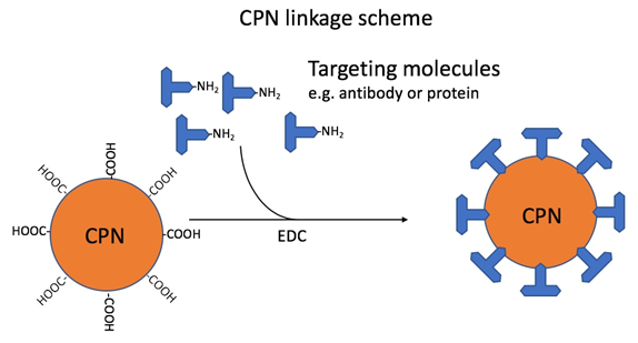 Linkage scheme: CPNs linked via carboxyl groups to amino groups on targeting molecules, such as antibodies. This reaction is mediated by the use of 1-ethyl-3-(3-dimethylaminopropyl) carbodiimide (EDC). The ratio used in the standard linkage protocol would attach approximately 40 antibody IgG to each CPN.