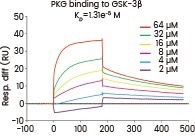 A surface plasmon resonance assay was conducted to assess the binding affinity of PKG to GSK-3β (Cat#: 10044-H07B, Sino Biological). Various concentrations of PKG were combined with GSK-3β, and the resulting binding was detected.