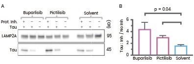 Liver lysosomes from buparlisib or pictilisib treated mice have increased CMA substrate Tau (Cat#: 10058-H07E, Sino Biological) uptake and decreased GFAP phosphorylation.