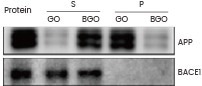 Assessment of the interaction between GO/BGO and APP, with Western blot outcomes for APP and BACE1 proteins (Sino Biological). S and P are the supernatant and the pellet, respectively, derived from the precipitation.