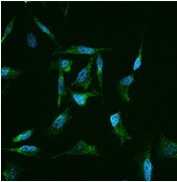 Immunofluorescence staining of human CLU in Hela cells.