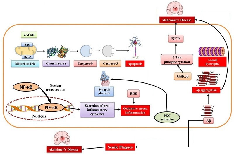 Schematic of Alzheimer’s Disease Pathophysiology.