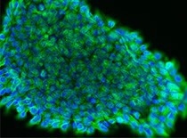 Immunofluorescence staining of TUBB3 in hESC-H9 cells. Applications: WB, ICC/IF.