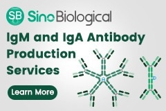 Recombinant antibody expression services and a novel antibody generation platform