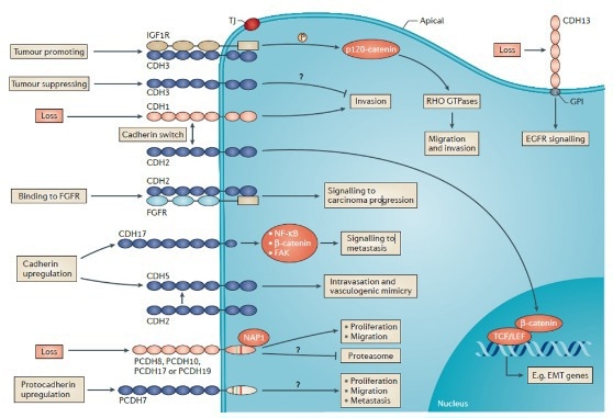 Interactions and biological activities of cadherins in cancer cells.