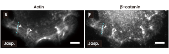 Immunofluorescence images displaying C2BBw cells cultured on CDH1 (Cat#: 10204-H02H, Sino Biological) substrates and exposed to a 1 nM jasplakinolide (an inducer of actin polymerization and stabilization), with staining for actin (depicted as