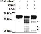 Assessment of GzmB-mediated cleavage of CDH5 (Cat#: 50192-M08H, Sino Biological) in vitro. Arrows indicate VE-cadherin cleavage fragments. The presence of Serpin A3N (SA3N) inhibits GzmB-mediated VE-cadherin cleavage.