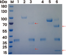 A cleavage analysis has been conducted to accessing the 3CLpro-mediated cleavage of CDH6 (Cat#: 10150-H08H, Sino Biological) and CDH12 (Cat#: 10317-H08H, Sino Biological). Red arrows in Lane 3 and Lane 6 indicate the 3CLpro-associated cleavage.