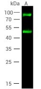 Hela whole cell lysate probed with anti-CDH13 rabbit polyclonal antibody.