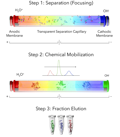 MauriceFlex™ for protein fractionation