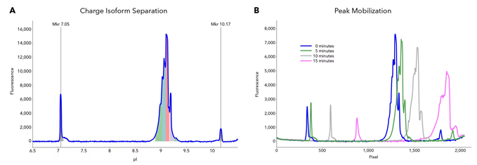A. icIEF profiles of charge isoforms. B. Mobilization of charge isoform peaks for fractionation.