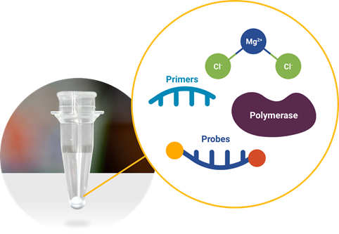 Fit-for-purpose lyophilized PCR amplification assays to accelerate the development of the point-of-care application