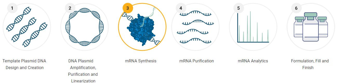 mRNA therapeutic manufacturing for commercial production