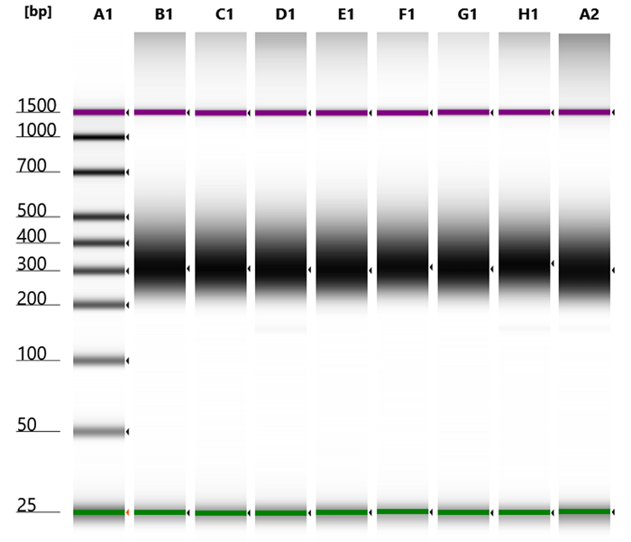 Expected size distribution, high uniformity, and low coefficient of variation (CV) of NGS libraries constructed from genomic E. coli DNA on the Opentrons Flex.