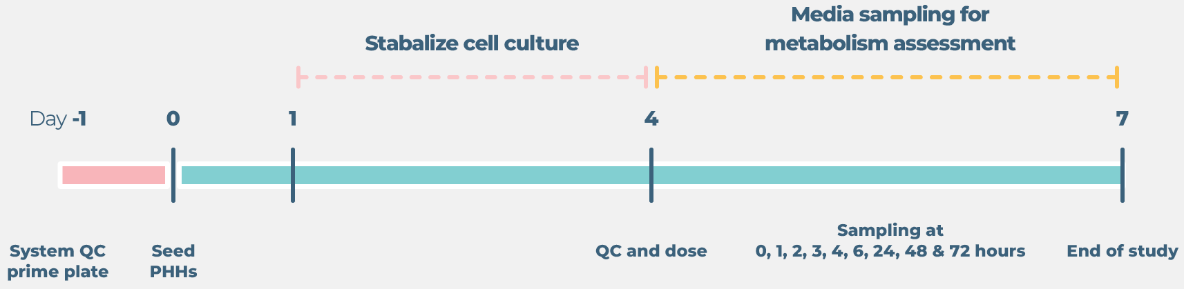 Standard liver drug metabolism cell culture timeline