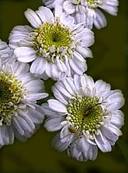 A daisy-like plant known as Feverfew or Bachelor