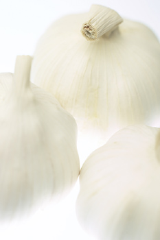 The worldwide popularity of garlic as a food ingredient and its therapeutic stature in folklore both stem in part from the distinctive pungency associated with its raw, uncooked state.