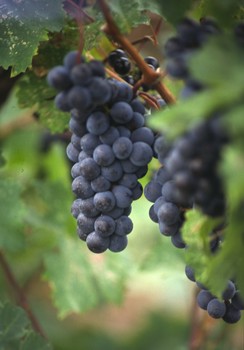 A new study that appears in the current issue of the scientific journal Phytotherapy Research shows that grapes may protect against the loss of bladder function associated with an enlarged prostate.