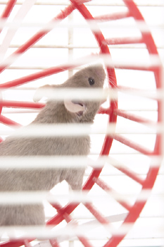 An investigation into outbreaks of salmonella poisoning by the Centers for Disease Control and Prevention (CDC) has prompted U.S. health officials to warn the public to take care when handling mice, rats and hamsters after human cases of salmonella have been linked to pet rodents.