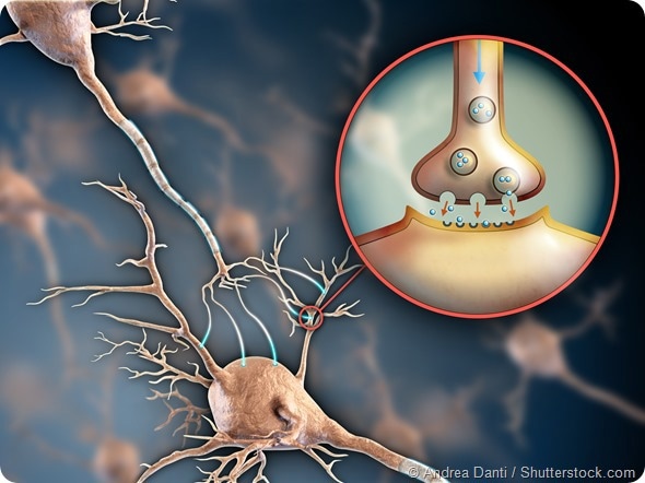 Two neurons connecting by using electrochemical transmissions. Digital illustration