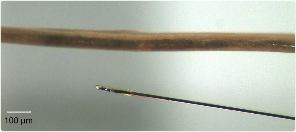 The ultra-small microelectrode biosensor next to a human hair. This image demonstrates the degree of miniaturization that Marinesco