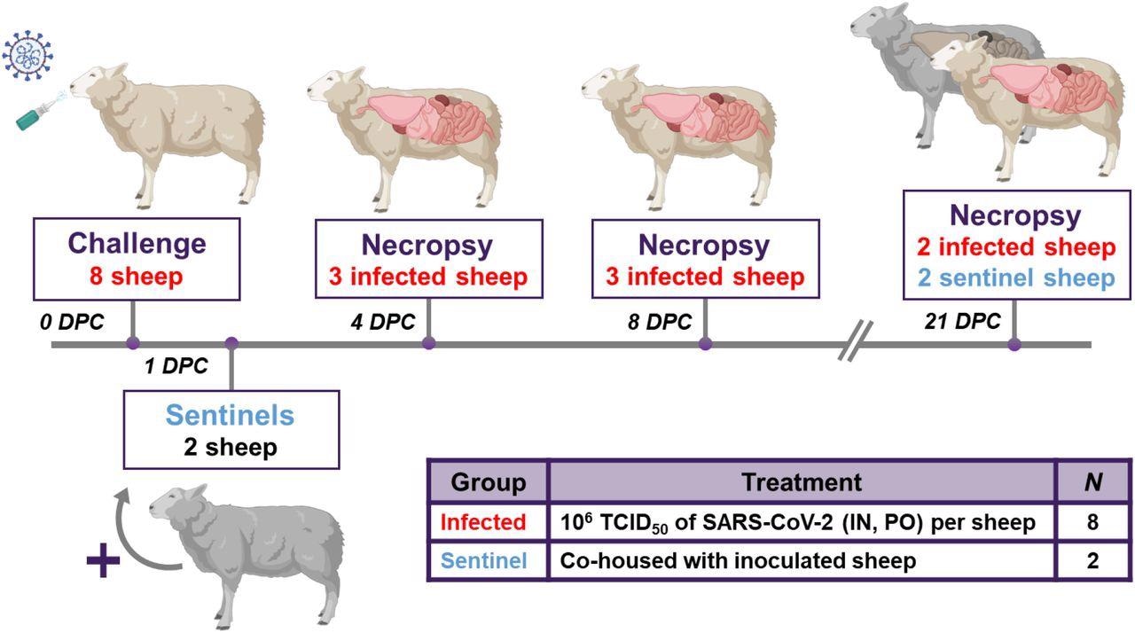 Eight sheep were inoculated with a mixture of SARS-CoV-2/human/USA/WA1/2020 lineage A (referred to as lineage A WA1; BEI item #: NR-52281) and SARS-CoV-2/human/USA/ CA_CDC_5574/2020 lineage B.1.1.7 (alpha VOC B.1.1.7; NR-54011) acquired from BEI Resources (Manassas, VA, USA).  A 2ml dose of 1×106 TCID50 per animal was administered IN and PO.  At 1-day post challenge (DPC), 2 sentinel sheep were co-mingled with the 8 principal infected animals to study virus transmission.  Daily clinical observations and body temperatures were performed.  Nasal/oropharyngeal/rectal swabs, blood/serum and feces were collected at 0, 1, 3, 5, 7, 10, 14 17 and 21 DPC.  Postmortem examinations were performed at 4 (3 principal), 8 (3 principal) and 21 DPC (2 principal + 2 sentinels).  BioRender.com was used to create figure illustrations.