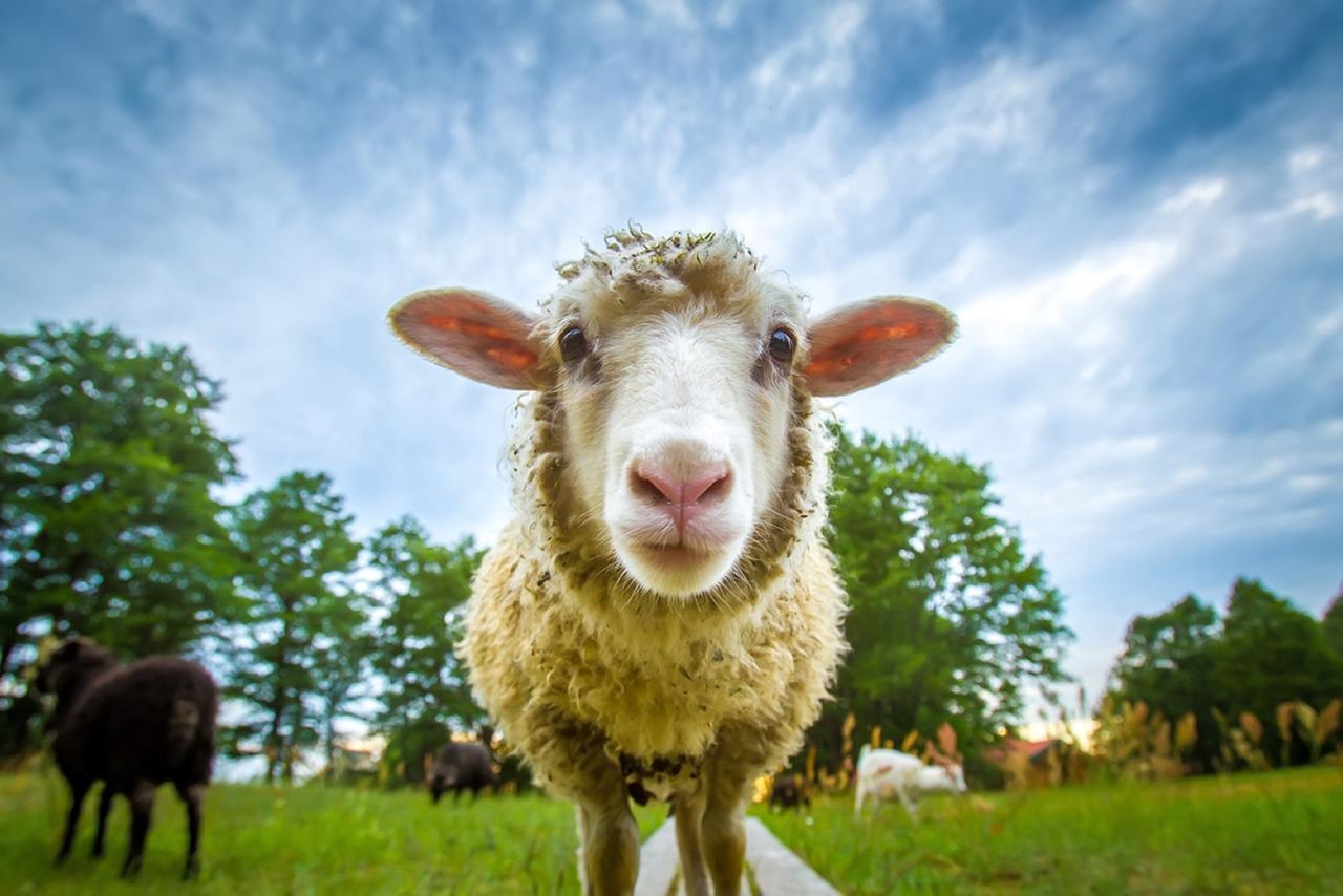 Study: Susceptibility of sheep to experimental co-infection with the ancestral lineage of SARS-CoV-2 and its alpha variant. Image Credit: FOTOGRIN / Shutterstock