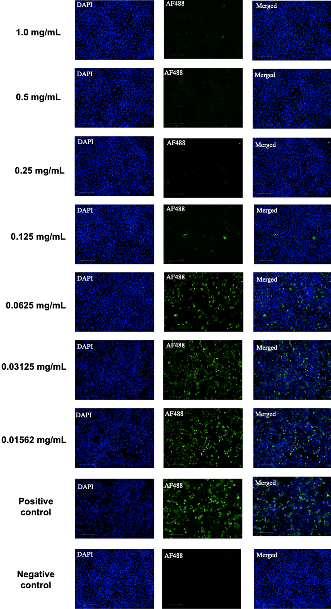Indirect immunofluorescence (IIF) assay for the detection of SARS-CoV-2-infected cells. Representative images of the noncytotoxic concentrations (1.0 mg/mL up to 0.156 mg/mL) of APD observed with a 20 × objective. A mixture of MERS-CoV-infected and noninfected Vero cells was stained with convalescent serum monoclonal antibodies, followed by incubation with the Alexa488-conjugated goat anti-human IgG antibodies (green). Cells were counterstained with DAPI to stain the nuclei (blue). Positive (infected nontreated cells) and negative (noninfected cells) controls are shown at the bottom of the image. Images were taken using the Operetta High Content Imaging System (Perkin Elmer). Scale bar, 100 µm.
