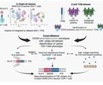 A novel reverse epitope discovery approach to characterize SARS-CoV-2 public CD4+ αβ T cell clonotypes