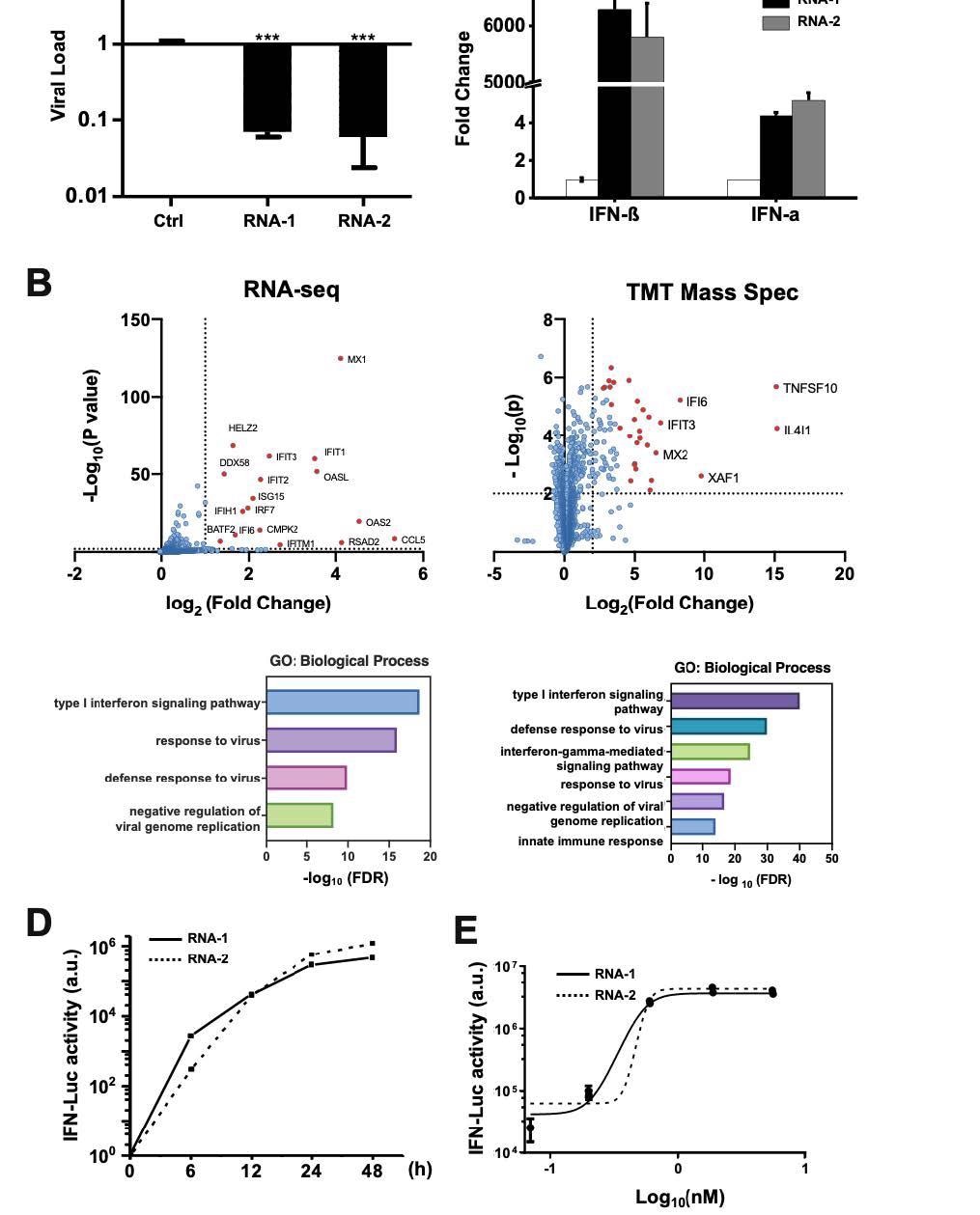 Discovery of new immunostimulatory RNAs. (A) A549 cells were transfected with RNA-1, RNA-2, or a scrambled duplex RNA control, and infected with influenza A/WSN/33 (H1N1) virus (MOI=0.01) 24 hours later. Titers of progeny viruses in medium supernatants collected at 48 h post-infection were determined by quantifying plaque forming units (PFUs); data are shown as % viral infection measured in the cells treated with the control RNA (Data shown are mean ± standard deviation; N =3; ***, p < 0.001). (B) A549 cells were transfected with RNA-1 or a scrambled dsRNA control, collected at 48 h, and analyzed by RNA761 seq (left) or TMT Mass Spec (right). Differentially expressed genes (DEGs) from RNA-seq or proteins from TMT Mass Spec are shown in volcano plots (top) and results of GO Enrichment analysis performed for the DEGs are shown at the bottom (N = 3). (C) qPCR analysis of cellular IFN-β and IFN-α RNA levels at 48 h after A549 cells were transfected with RNA-1, RNA-2, or scrambled dsRNA control (N = 3). (D) RNA-mediated production kinetics of IFN production in wild-type A549-Dual cells that were transfected with RNA-1, RNA-2, or scramble RNA control measured using a Quanti-Luc assay. OD values from cells transfected with the scrambled RNA control were subtracted as background (N = 6). (E) Dose-dependent induction of IFN by RNA-1 and -2 in A549-Dual cells compared to scrambled RNA control measured at 48 h post770 transfection (control OD values were subtracted as background; N = 6).