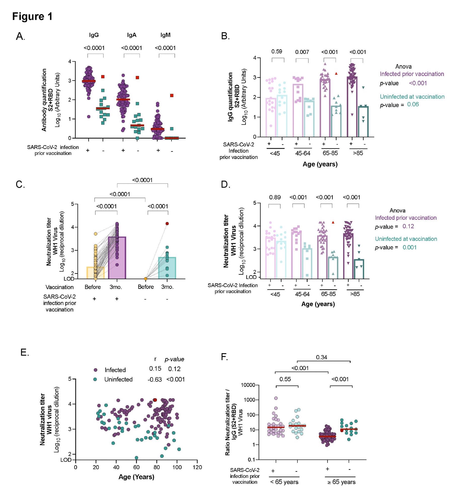 Comparison of humoral response and neutralizing activity between uninfected and infected individuals at different ages after three months from BNT162b2 mRNA COVID-19 vaccine. Panel A: Levels of specific SARS-CoV-2 immunoglobulins (IgG, IgA and IgM) against S2+RBD proteins quantified in plasma from uninfected and infected elders by ELISA. Panel B: SARS-CoV-2 specific IgG antibody levels(against S2+RBD proteins) after vaccination across ages in infected and uninfected participants. Panel C: Neutralizing activity against WH1 virus before and after three months of vaccine administration in infected and uninfected elders living in LTCF. Panel D: Neutralizing activity against WH1 after vaccination across ages in infected and uninfected participants. Panel E: Correlation of neutralizing activity after vaccination with age in participants infected and uninfected. Correlation coefficient and p-values were obtained from Spearman correlation. Panel F: Ratio of plasma neutralization titer per total SARS-CoV-2 IgG antibodies in younger and older individuals, sub-grouped by previous SARS-CoV-2 infection history. Median values are indicated; P-values were obtained from Mann–Whitney test for comparison between groups (Panels A, B, C, D and F), Wilcolxon for paired tests (panel C) and Kruskal–Wallis test for comparison between ranges of age for infected and uninfected groups (Panel B and D). In all panels, uninfected and infected individuals at vaccination are indicated in turquoise and purple, respectively. Uninfected resident who got infected after vaccinations is indicated in red and was excluded from the statistical analysis.