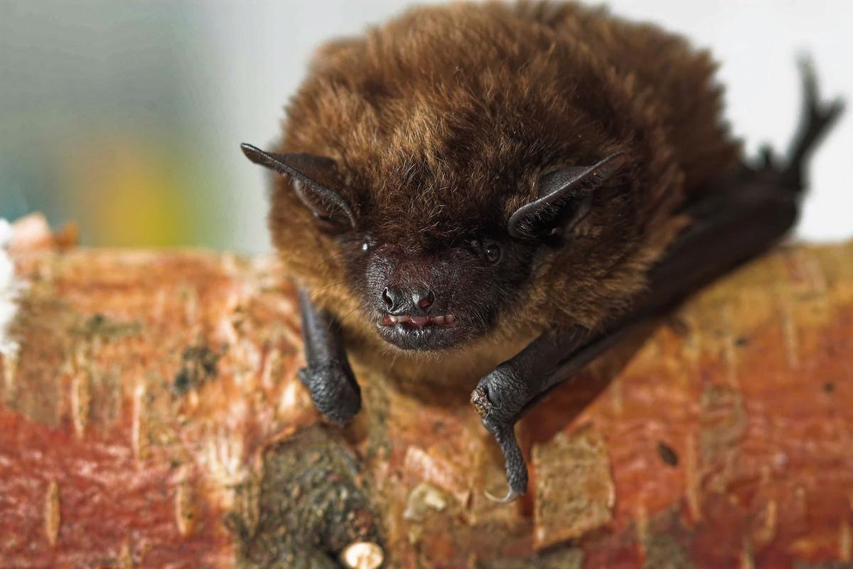 Studio: Ecologia, evoluzione e straripamento dei coronaviruses dai pipistrelli. Credito di immagine: Colin Seddon/Shutterstock