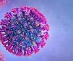 Study finds rhinovirus reduces SARS-CoV-2 replication in airway epithelial cells