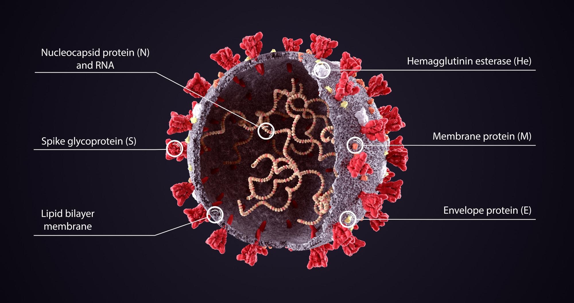 3D Illustration of COVID-19 Virus Structure Diagram. Corona Virus SARS-CoV-2, 2019 nCoV virus sheme. Full text description with sliced model and RNA on dark background.  Image Credit:Orpheus FX / Shutterstock