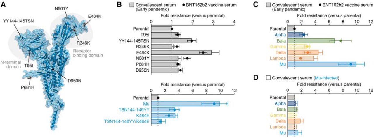 Characterization of the immune resistance of the Mu variant. Panel A shows the position of the mutations in Mu variant. Cartoon and surface models are overlayed. The mutations in Mu variant are indicated. The structure of N-terminal domain is shown in Fig. S1 in the Supplementary Appendix. Panels B to D show the results of virus neutralization assays. Neutralization assays were performed with the use of pseudoviruses harboring the SARS-CoV-2 spike proteins of parental virus (the B.1 lineage virus, which harbors the D614G mutation)-based derivatives (Panel B, top), the spike proteins of Mu-based derivatives (Panel B, bottom), or the spike proteins of the Alpha, Beta, Gamma, Delta, Lambda or Mu variants (Panels C and D). Serum samples were obtained from 15 convalescent persons who had infected with SARS-CoV-2 in the early pandemic, 14 persons who had received the BNT162b2 vaccine, and 4 convalescent persons who had infected with SARS-CoV-2 Mu variant.  In Panels B and C, the heights of the bars (serum samples obtained from the convalescent persons who had infected with SARS-CoV-2 in the early pandemic) and the circles (serum samples obtained from the persons who had received the BNT162b2 vaccine) indicate the average difference in neutralization resistance of the indicated variants as compared with that of the parental virus.  In Panel D, the heights of the bars (serum samples obtained from the convalescent persons who had infected with Mu variant) indicate the average difference in neutralization resistance of the indicated variants as compared with that of the parental virus. The error bars indicate standard error of the mean. The vertical dashed lines indicate value 1.