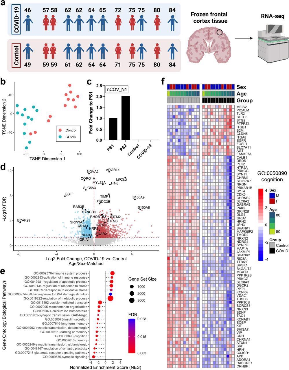Severe COVID-19 induces global transcriptomic changes in the frontal cortex of the brain. a. Left, age and sex of each individual in COVID-19 or control groups (n=12/group) analyzed in this cohort. Each COVID-19 case was matched with an uninfected control case by sex and age (±2 years). Right, schematic of study approach. Schematic was generated with BioRender. b. t-distributed stochastic neighbor embedding (TSNE) analysis of frontal cortex transcriptomes from COVID-19 cases and uninfected controls. c. qPCR assessment of SARS-CoV-2 viral RNA in the frontal cortex using the nCOV_N1 primer set. PS1 and PS2 correspond to the 2019-nCoV_N_Positive Control RUO Plasmid (IDT) at concentrations of 1,000 and 2,000 copies/μl, respectively (a technical duplicate/concentration was used to estimate the corresponding mean; for control and COVID-19 samples