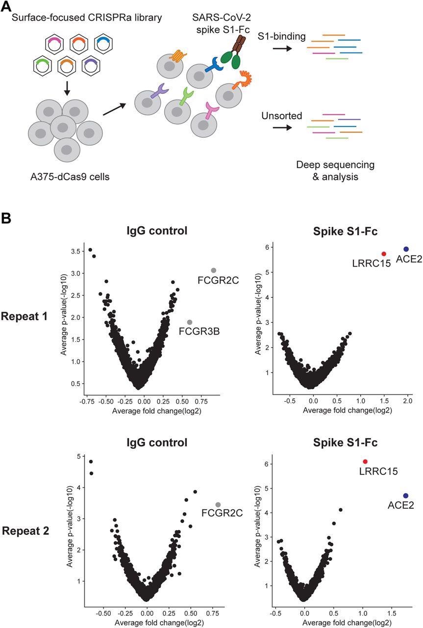 A surfaceome-focused CRISPR activation screen identified cellular receptors binding with SARS-CoV-2 spike protein (A) Schematic of a focused CRISPR activation screen for surface proteins interacting with SARS-CoV-2 spike S1-Fc fusion protein.  (B) Volcano plots showing sgRNAs enriched or depleted in cells binding with SARS-CoV-2 spike S1-Fc or human IgG isotype control. Results from two biologically independent replicates are shown.