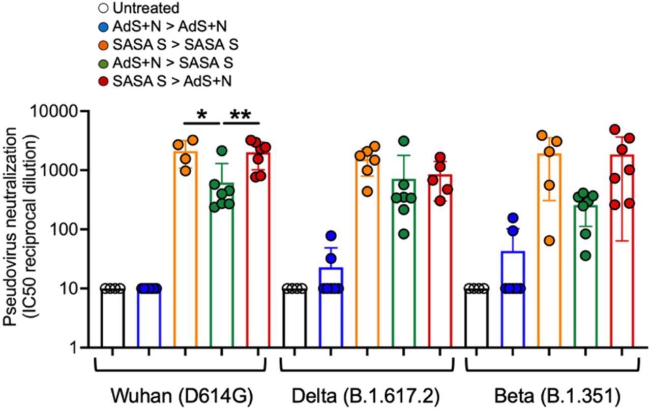 Sera from SASA S > AdS+N heterologously vaccinated mice neutralizes Wuhan, Delta, and Beta strain SARS-CoV-2 pseudovirus. Neutralization of Wuhan strain pseudovirus by sera from SASA S homologous and SASA S > AdS+N mice was significantly greater than that for AdS+N > SASA S mice (as well as untreated and AdS+N homologous). There were no significant differences between the SASA S homologous and the two heterologous groups for the Delta or Beta strain pseudoviruses. Statistical comparison of IC50 values for untreated and AdS+N homologous group mice with all/many values < the LOD was not performed. Statistical analyses performed using one-way ANOVA and Tukey’s post-hoc comparison of SASA S homologous, AdS+N > SASA S, and SASA S > AdS+N groups to each other for each strain where *p ≤ 0.05 and **p < 0.01; and for the same group for each different strain. Data graphed as the mean and SEM.