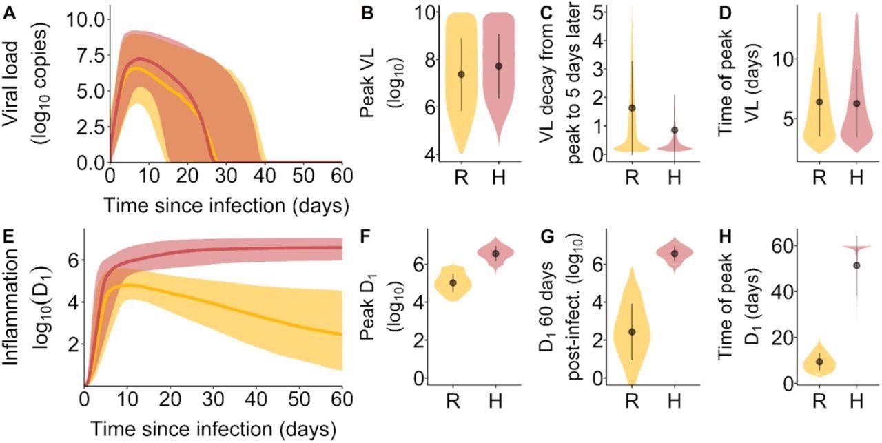 Carga viral y características de la vía inflamatoria por grupos de vías inflamatorias.  (A) Cargas virales durante el curso de la infección.  La región sombreada corresponde al percentil 10 y 90 de las cargas virales, mientras que la curva representa la mediana.  (B) Distribución de las cargas virales máximas, (C) Desintegración de VL desde el pico de infección hasta 5 días después del pico de infección y (D) tiempo de aparición del pico de VL después de la infección.  (e) Vías de inflamación por grupos de vías de inflamación.  El área sombreada corresponde al percentil 90 de D1, mientras que la curva representa la mediana.  (F) Distribución del pico D1, (G) distribución de D1 a los 60 días después de la infección y (H) tiempo de aparición del pico D1 después de la infección.  En naranja y representado por el símbolo R, la inflamación se resolvió.  En rosa y representado por el símbolo H, Hiperinflamación.