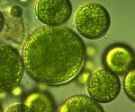 Study suggests algal polysaccharide may be a promising anti-COVID-19 candidate