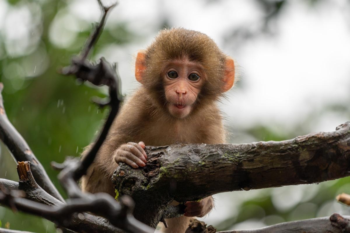 Study: Macaque-human differences in SARS-CoV-2 Spike antibody response elicited by vaccination or infection. Image Credit: exs_yori/Shutterstock