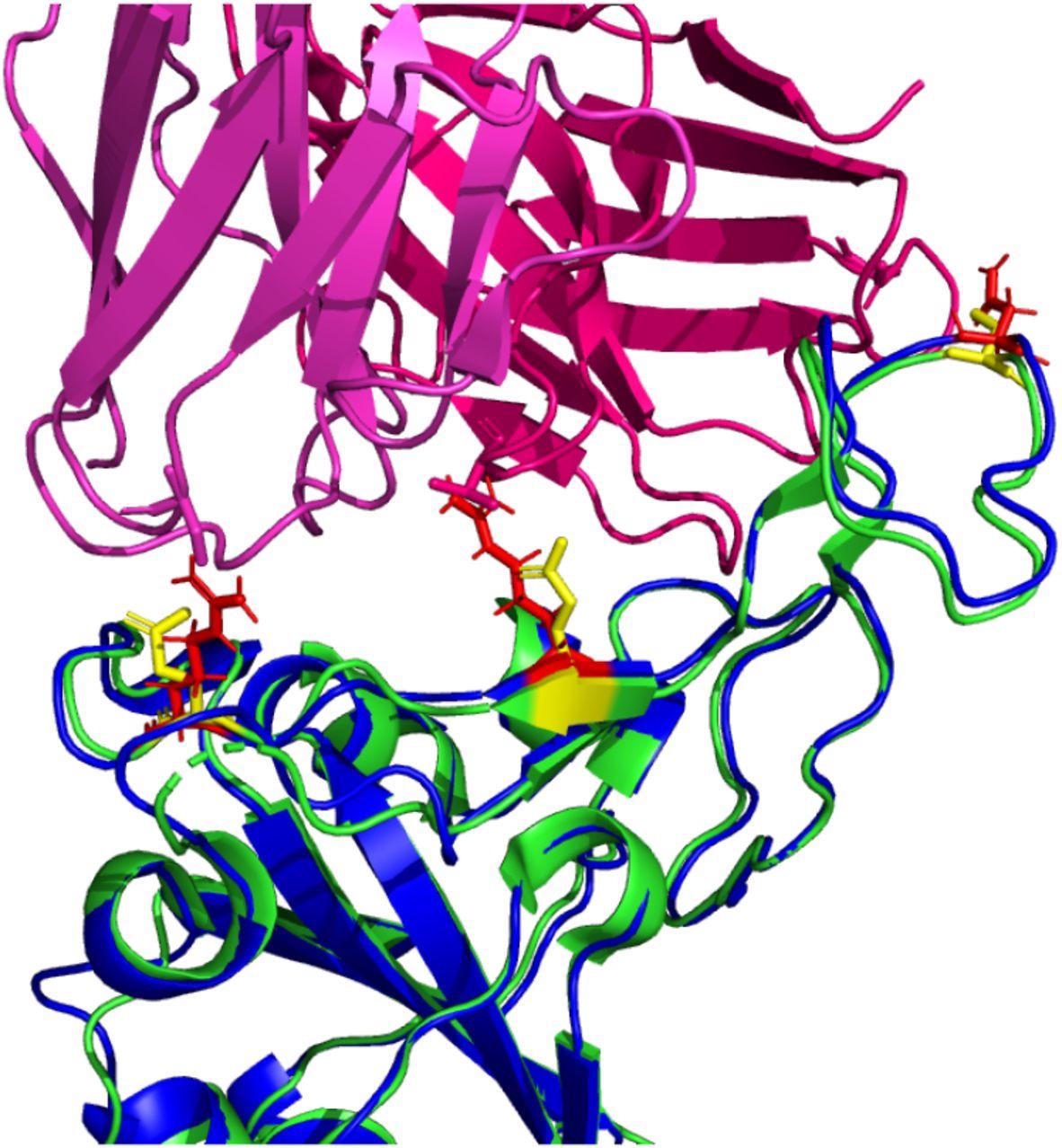 Possible inhibitory mutated RBD residues in Omicron (B.1.1.529) (structure shown in blue with mutated residues of interest shown in red). Note: the reference RDB structure (PDB: 6XC2 is shown in green with equivalent position residues highlighted in yellow. CC12.1 antibody Fab (from PDB 6XC2) is shown in magenta / pink.