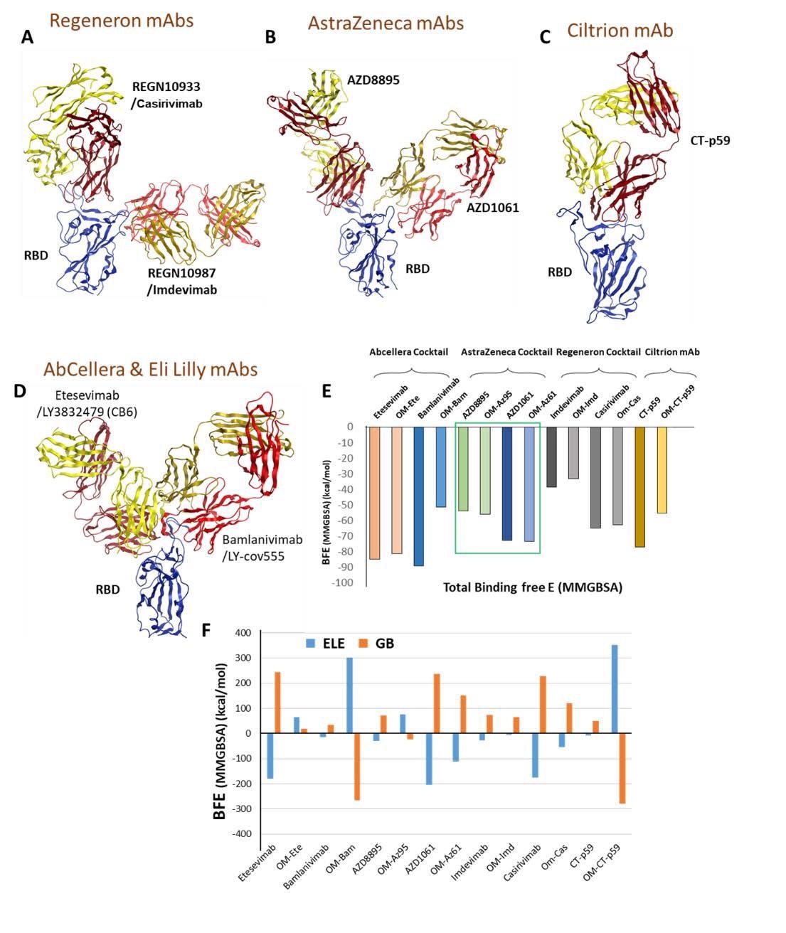 Mutations in the Omicron RBD distort the epitopes of therapeutic mAbs. A-D) Crude epitopes of seven selected mAbs are shown on the RBD. Antibodies used as cocktails are labeled with their sponsors. All variable light chains are colored yellow or orange and variable heavy chains are colored red. E) Changes in the binding affinity of the RBDOmic-mAbs relative to RBDWT-mAbs are shown. The Binding energies were calculated through endpoint MM/GBSA). F) Changes in the electrostatic potentials and polar solvation energies are shown to each RBD-mAb complex.