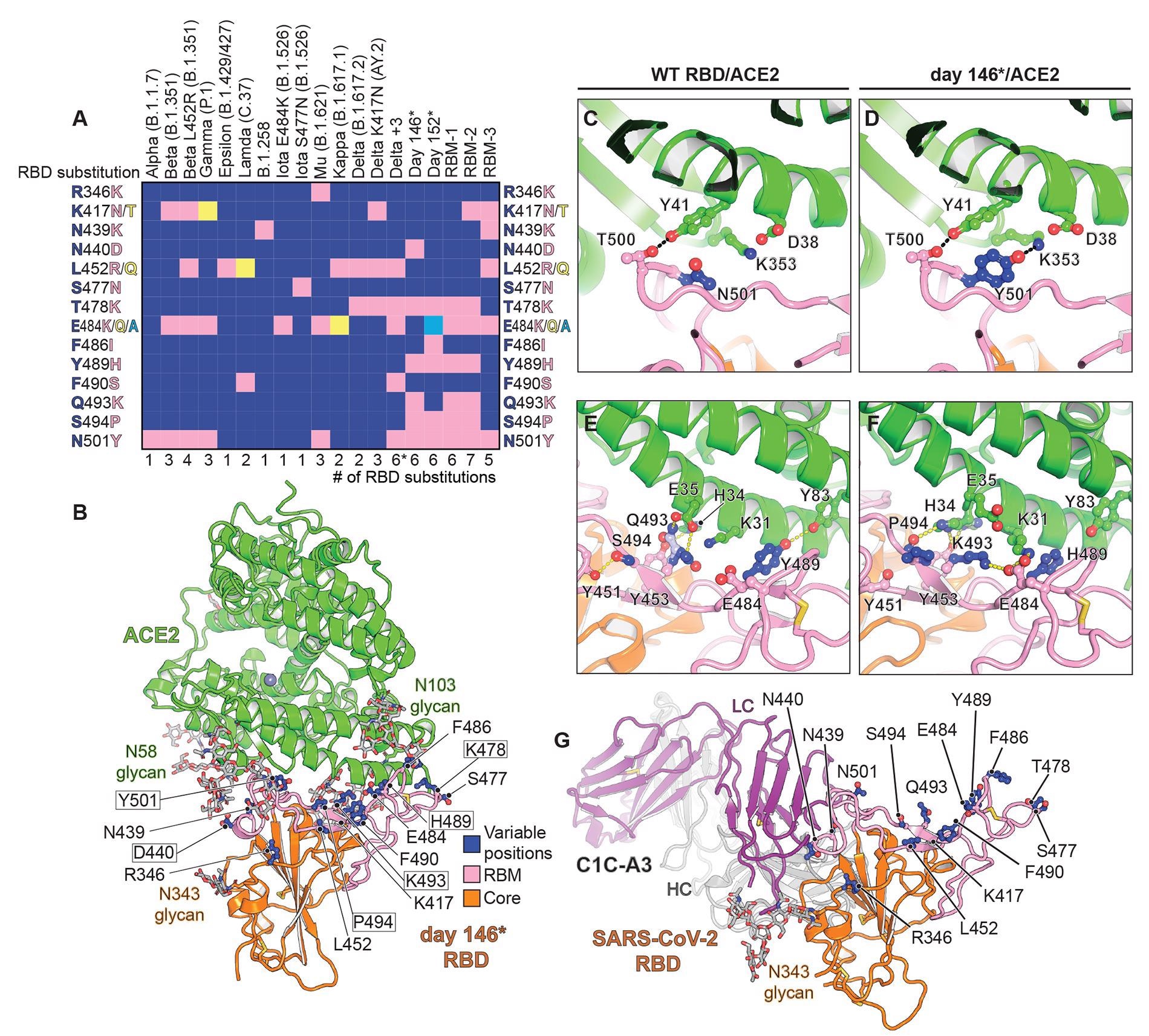 Structure of intra-host evolved RBD bound to human ACE2.(A) Key RBD substitutions discussed in the manuscript and the SARS-CoV-2 variants that contain them. (B) Day 146* RBD/ACE2 ectodomain X-ray crystal structure. RBD residues that are mutated in variants discussed in the text are shown. Boxed residues are mutated in the day 146* RBD as compared to the Wuhan-Hu-1 (wild-type) SARS-CoV-2 RBD. RBM: receptor binding motif. *In addition to the mutations that are shown, the Delta +3 variant contains an additional RBD mutation that is not shown in the schematic diagram (see table S2). (C) Wild-type RBD ACE2 contacts near N501RBD (PDB ID: 6M0J) (2). (D) Day 146* RBD contacts near Y501RBD. (E) Wild-type SARS-CoV-2 RBD ACE2 interactions near Q493RBD. (F) Day 146* RBD interactions near K493RBD. (G) cryo-EM structure of the SARS-CoV-2 RBD bound to the C1C-A3 antibody Fab. RBD residues discussed in the text are labeled.
