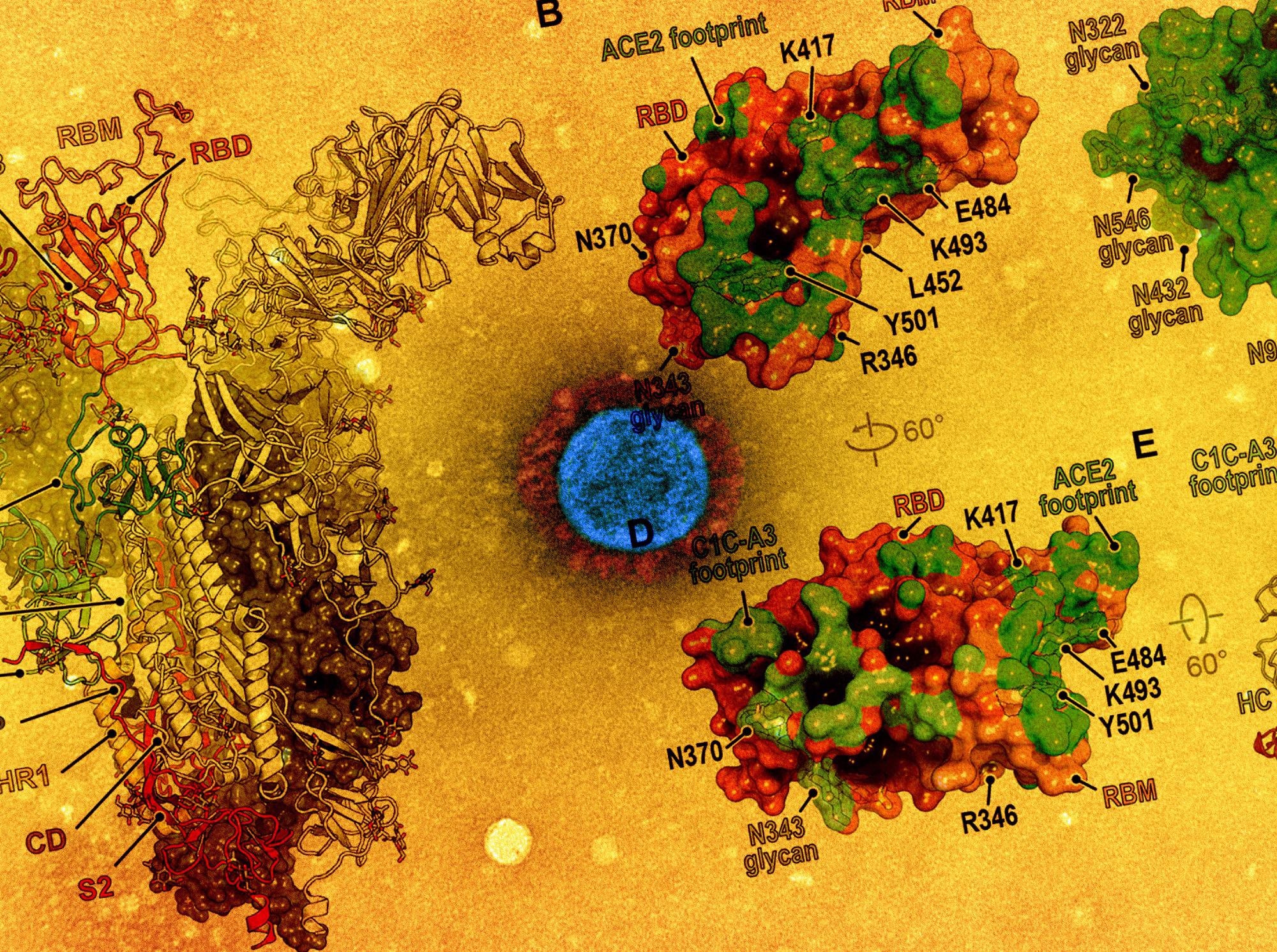 Study: Structural basis for continued antibody evasion by the SARS-CoV-2 receptor binding domain. Image Credit: NIAID and American Association for the Advancement of Science