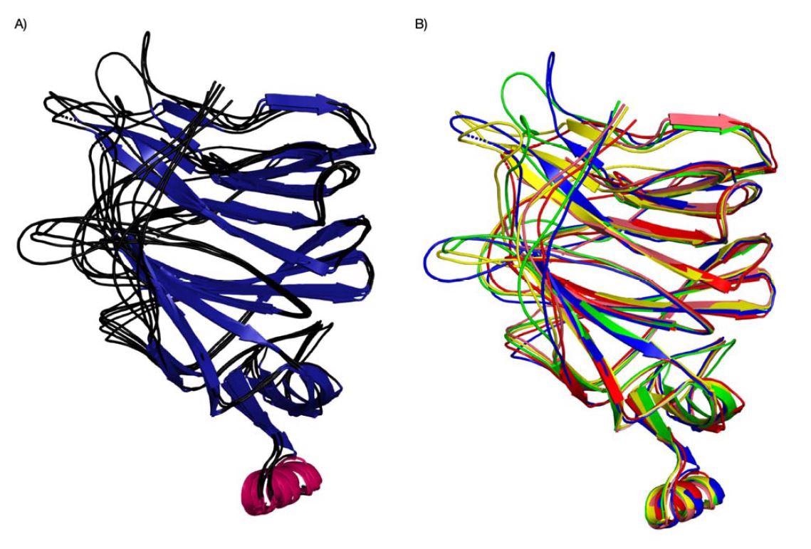 Structural superposition of MTN Cov (SARS-CoV, PDB ID 6ACC, Pangolin CoV G PDB ID 7CN8, Pangolin-CoV-GD, PDB-ID 7BBH, Bat-Cov-RaTG13, PDB ID: 7CN4, SARS-Co 2, PDB ID 7C2L).  Structures are stained according to their secondary structural components (and proteins (different species / variants) (B).