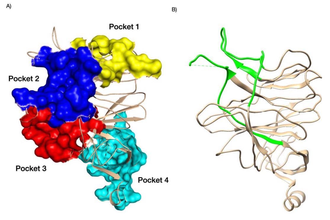 Pockets identified in the NTD domain of SARS-CoV-2 (A) and the NTD antigenic supersite SARS-CoV-2 shown in green (B).  For (A) we have colored pocket 1 yellow, pocket 2 blue, pocket 3 red and pocket 4 cyan.  Structures of APB 7C2L.  Supporting references: Behloul et al., 202 Fantini et al., 2020;  Baker et al., 2021;  Di Gaetano et al., 2021;  McCallum et al., 2021.